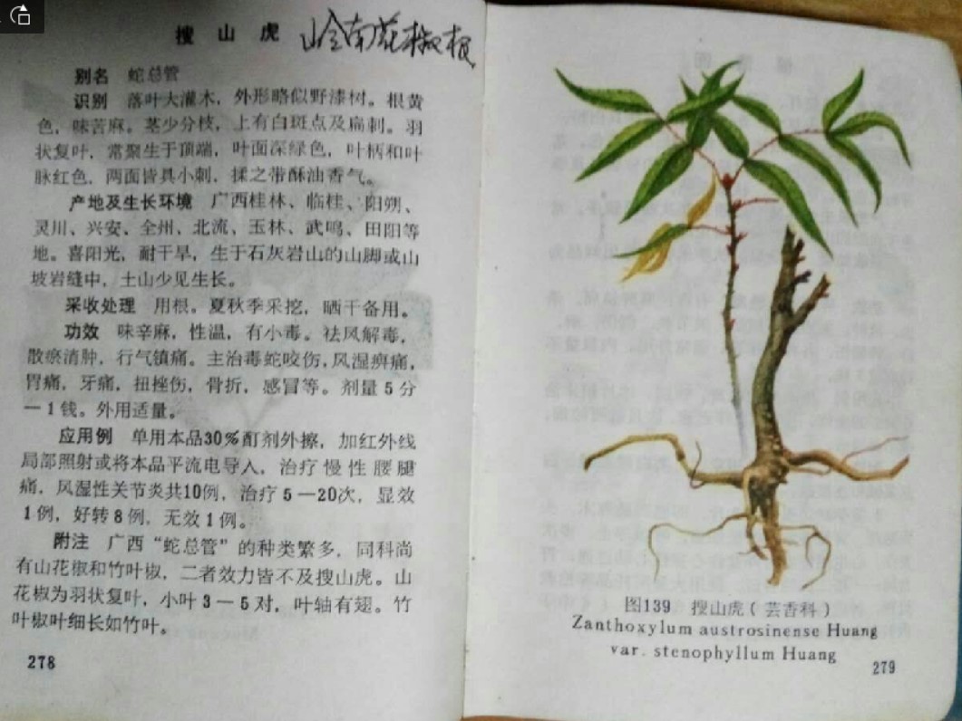 纯正野生中草药材搜山虎 蛇总管 岭南花椒根 干品纯根货