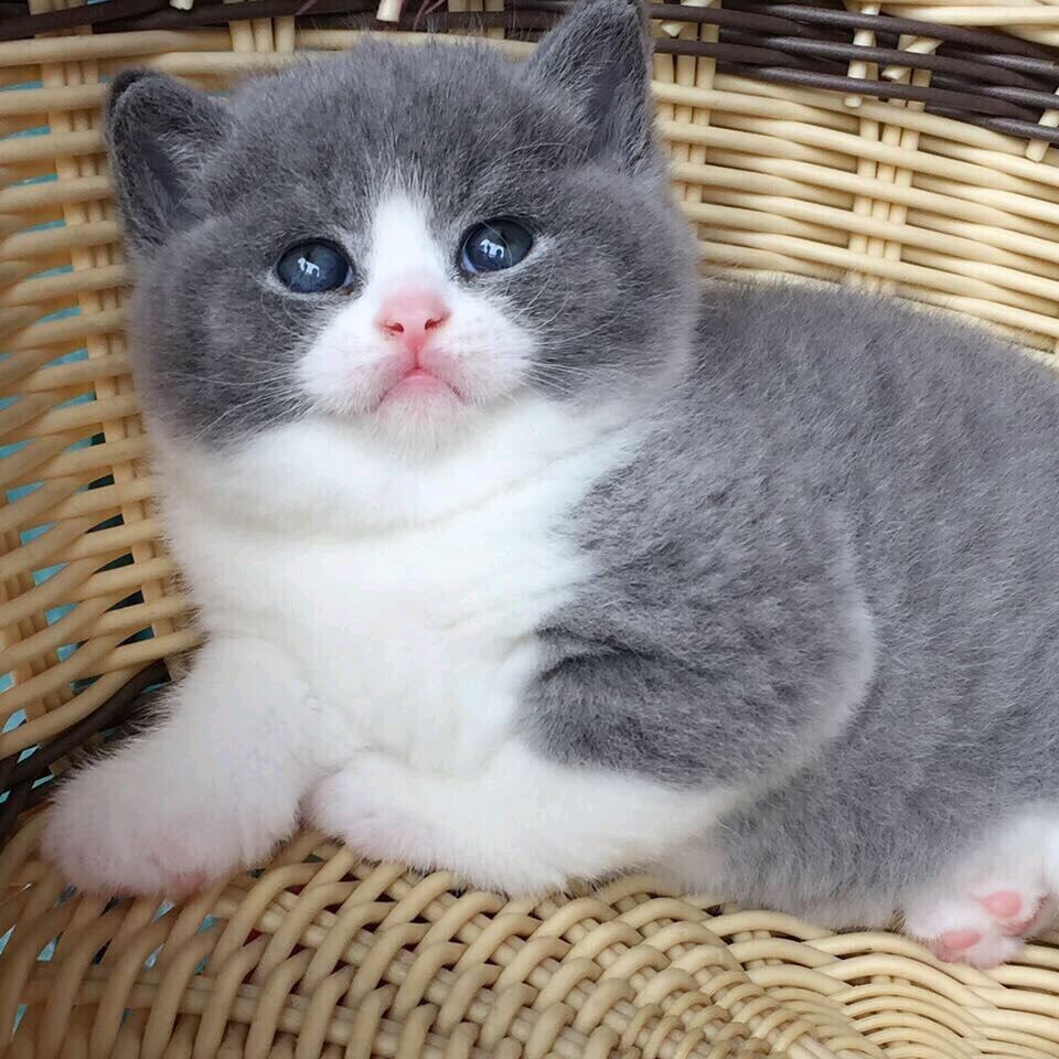 ӢëèèӢ̰èСèèƷè