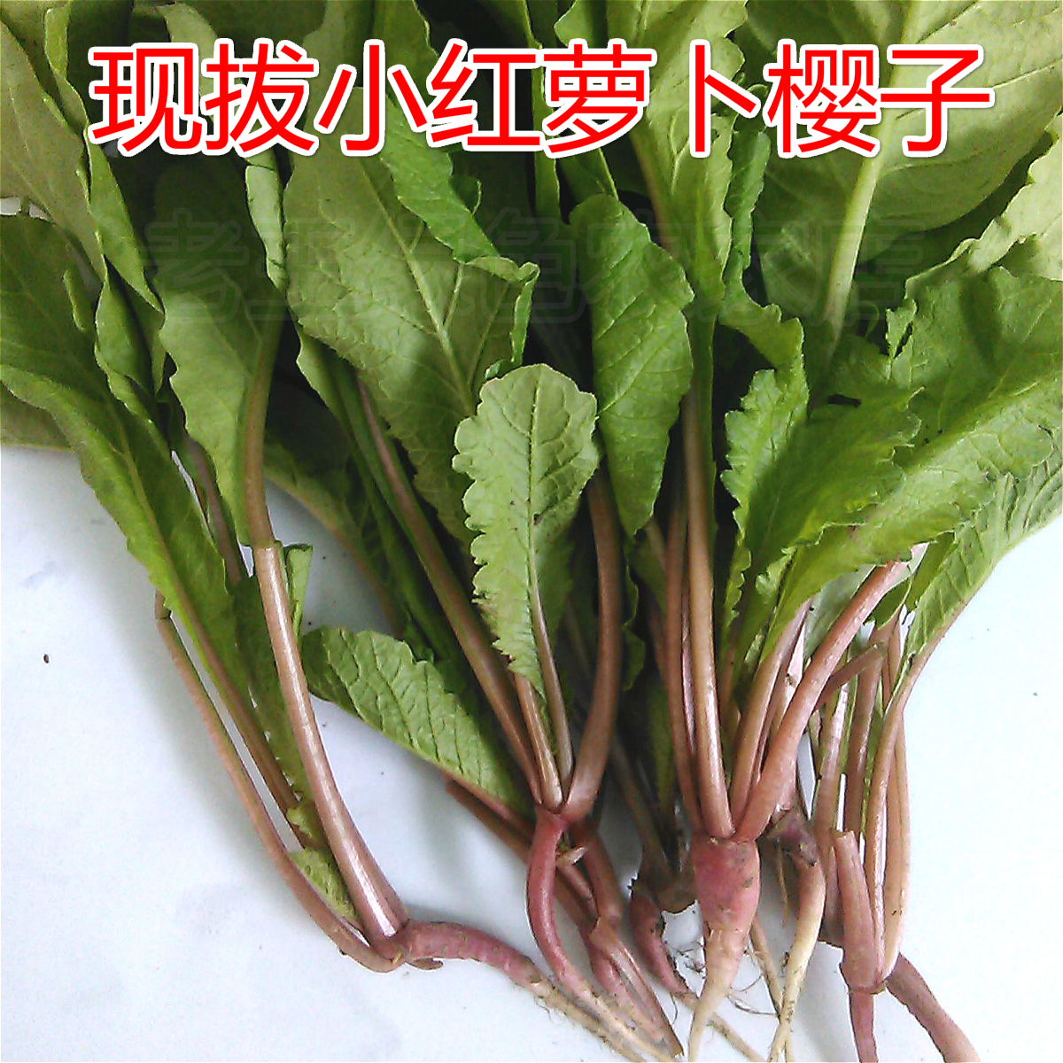 【顺丰】4斤萝卜叶子菜新鲜蔬菜小红罗卜苗萝卜埂缨子罗卜叶-Taobao