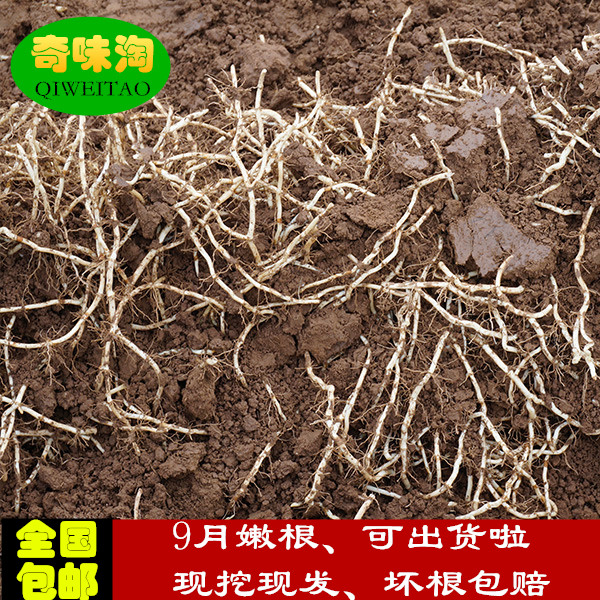 现挖新鲜鱼腥草嫩根折耳根野生侧耳根节节根凉拌鱼腥草1份4斤包邮