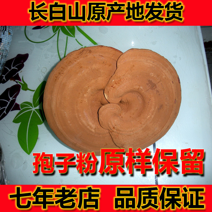 出口 长白山 东北野生环境种植灵芝 赤灵芝带孢子粉林芝 松杉灵芝