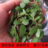 包邮 野生马苋菜蚂蚱菜长寿菜保健菜五行草野菜3斤 现摘新鲜马齿苋