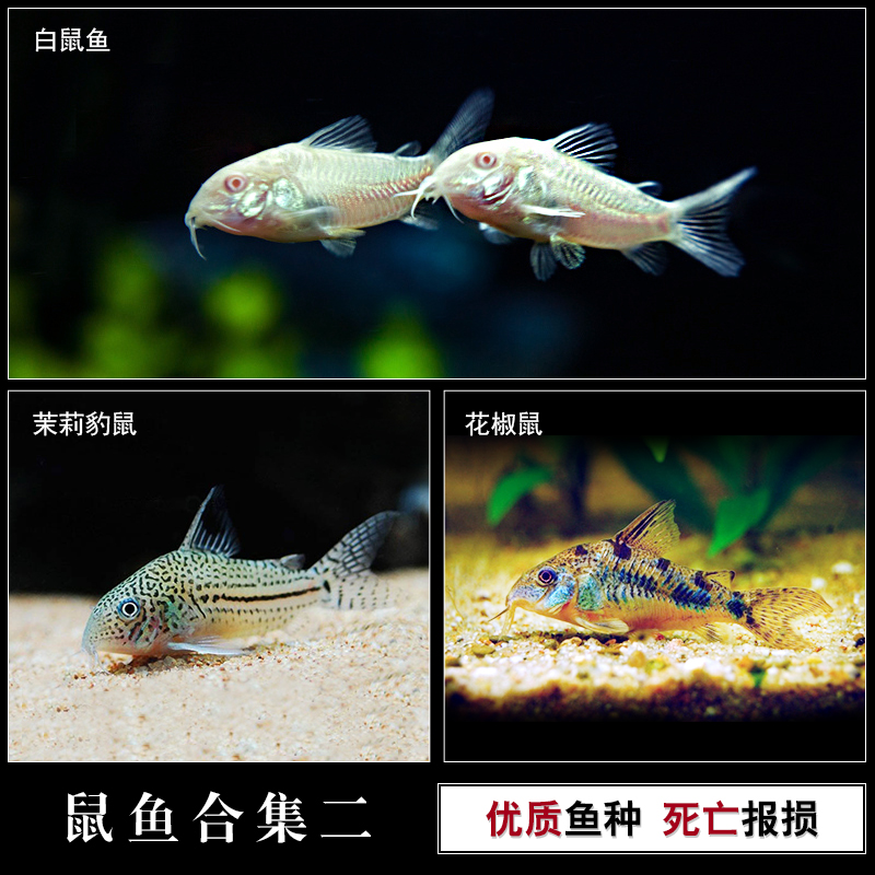 热带鱼观赏鱼白鼠鱼茉莉豹鼠花椒鼠鱼清道夫活体水族宠物小工具鱼