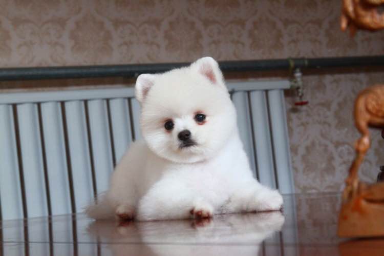 俊介犬活体幼犬纯种狗狗家养宠物狗白色博美俊介球体哈多利纯白色