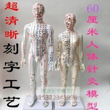 中医人体针灸模型60CM教学经络穴位示教练习训练模拟橡皮假人