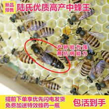 生产王 杂交中蜂王 土蜂王 中蜂王 中蜂蜂王 蜜蜂蜂王 陆氏蜂业