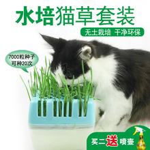猫零食无土栽培猫草种子去毛球 水培猫草猫草种植套装 天天特价