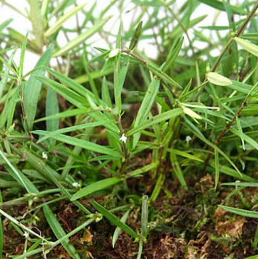 新鲜现采野生 纤花耳草 虾子草 鸡口舌 顺丰航空500克