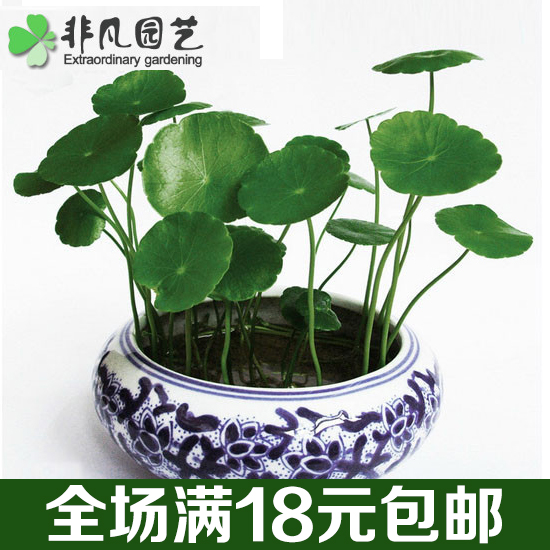 铜钱草  开运转运 金钱草室内土培水培植物花卉绿植盆景18元包邮