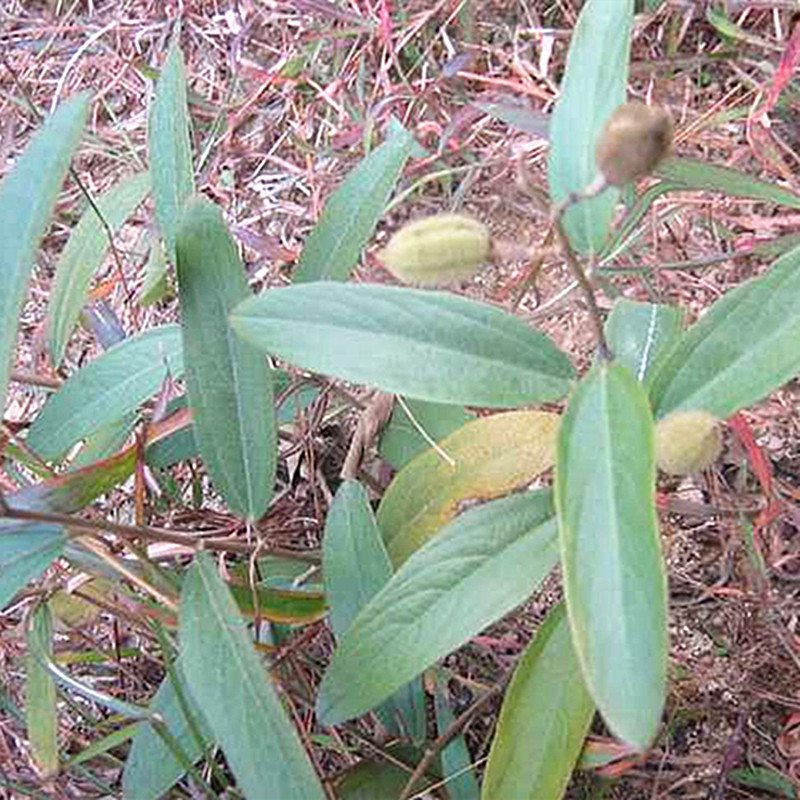 新鲜 山芝麻 岗油麻 山芝麻根 山油麻 坡油麻 假芝麻 大山麻500g