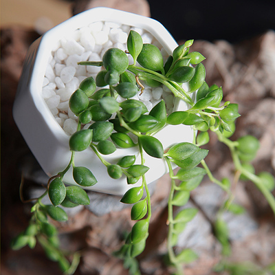 情人泪 多肉植物 多肉 室内植物空气净化 吸甲醛植物不含盆多肉