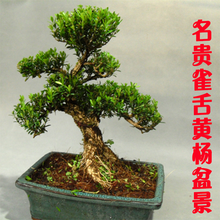 名贵盆景树桩 小叶紫檀雀舌黄杨盆景 珍珠黄杨盆景树桩盆栽特价