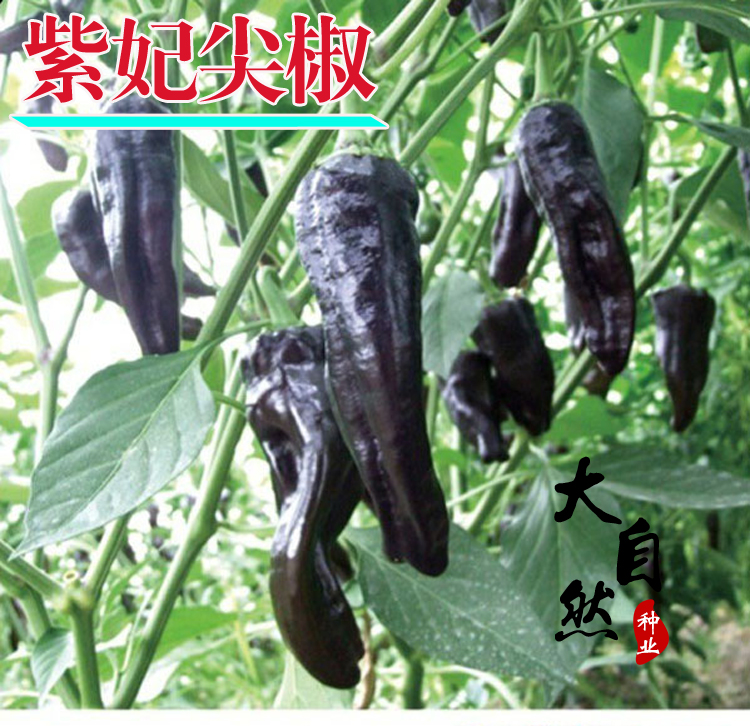 进口紫色辣椒种子 紫尖椒辣椒种子 紫妃彩椒紫色保健菜紫长椒