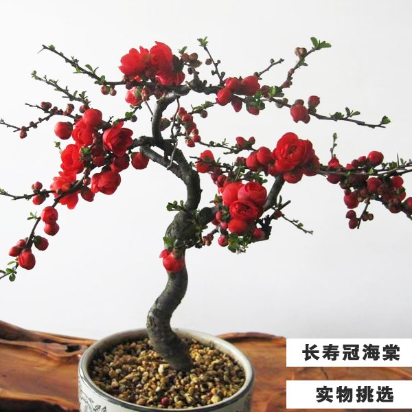 新品原生长寿冠海棠盆栽盆景树桩重瓣红花海棠花树苗耐寒四季开花