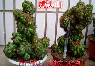 辰  ֲ 310_216