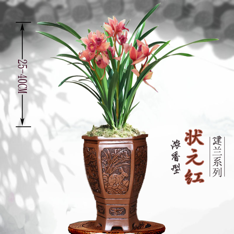 幽浓香型兰花苗建兰四季兰 状元红兰花盆栽种子花卉观花植物客厅