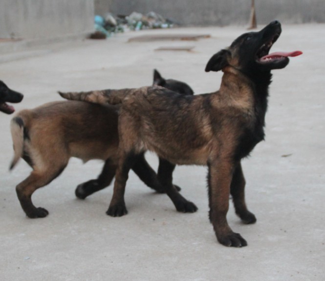 马犬幼犬比利时牧羊犬 红马短毛犬看家护卫犬警犬狗纯种幼犬