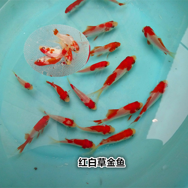 盛慧水族活体观赏鱼锦鲤锦鲫鱼红白丹顶红草金红草鱼冷水鱼包活