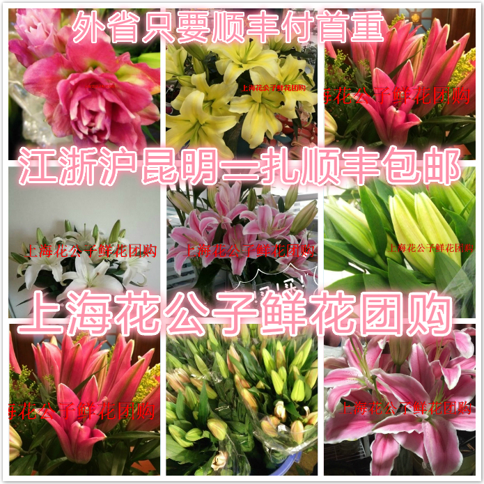 鲜花百合花上海昆明北京家庭用玫瑰江浙沪2扎顺丰包邮康乃馨包月