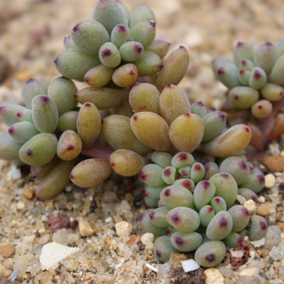 正品[黑莓军刀软件下载]黑莓瑞士军刀软件评测