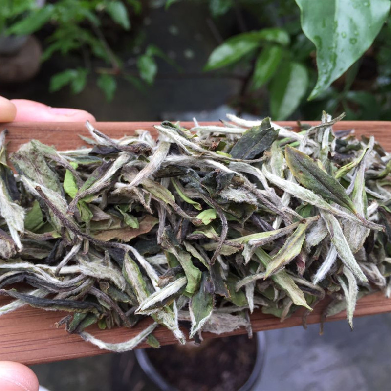 太姥西麓磻溪高山陈氏福鼎白茶 2014明前荒野特级白牡丹 100g散装