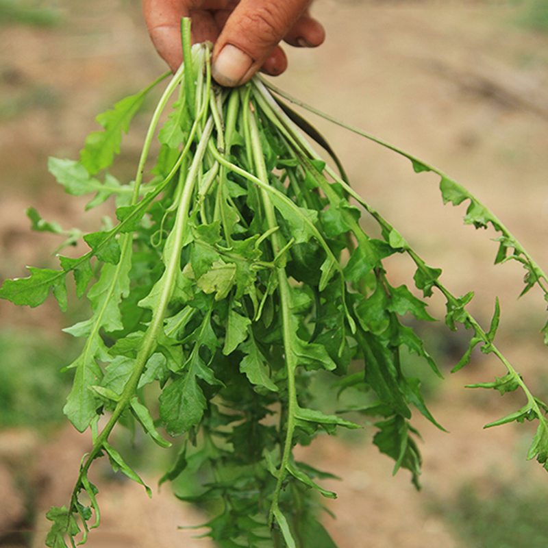 顺丰空运野生新鲜荠菜 地菜 天然野菜荠荠菜新鲜蔬菜现挖现发 4斤