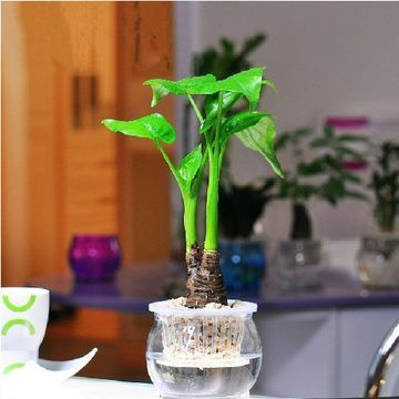 滴水观音霸王芋净化空气绿色植物室内桌面水培土培水养花卉包邮