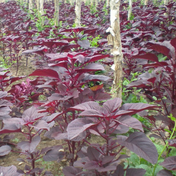 寿光蔬菜种子 韩国料理必备 纯野生药用特菜 紫苏子种子