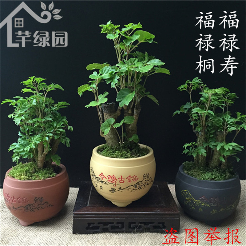 福禄桐福禄寿室内绿植细叶圆叶福禄桐发财树办公室盆栽好养容易养