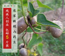 包邮 5斤装 山药原产地发货 山东铁棍山药山药豆山药蛋