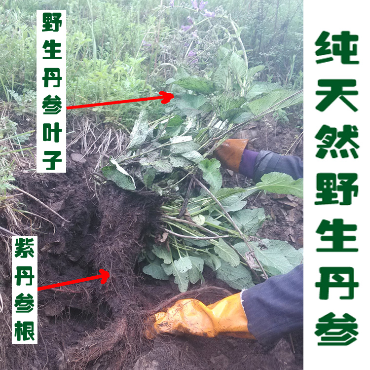 甘肃中药材纯天然野生丹参整根可切丹参片磨丹参粉野生紫丹参