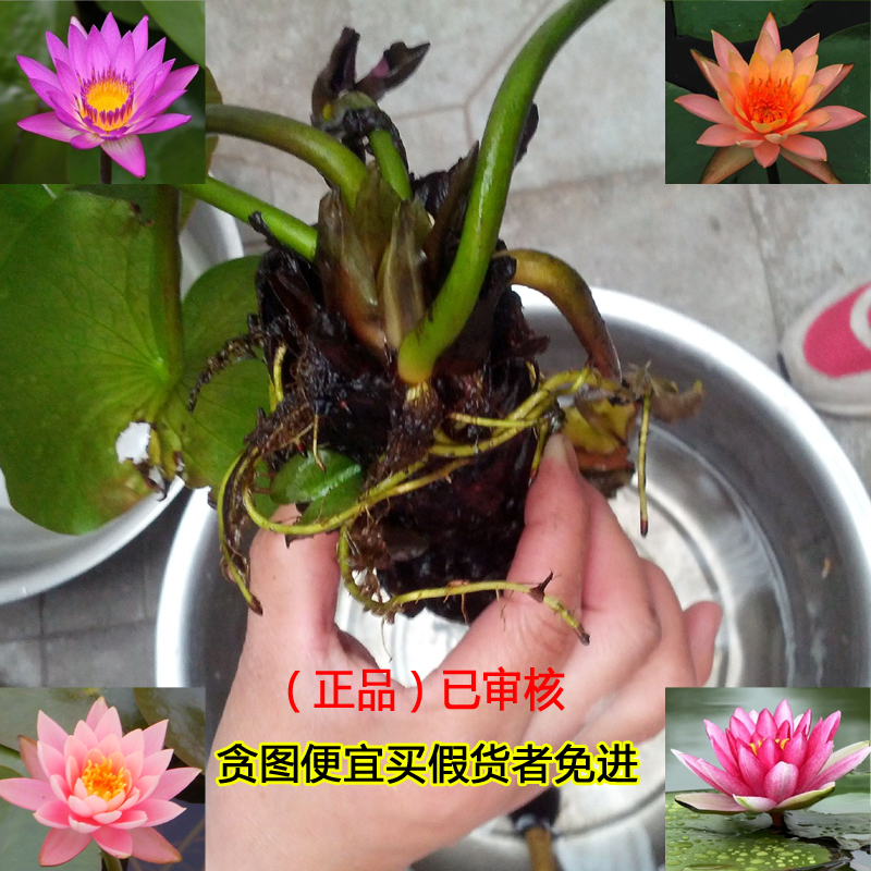 池塘水池 大睡莲睡莲根块 水培植物 水生根块 大睡莲花根茎包成活 ￥1