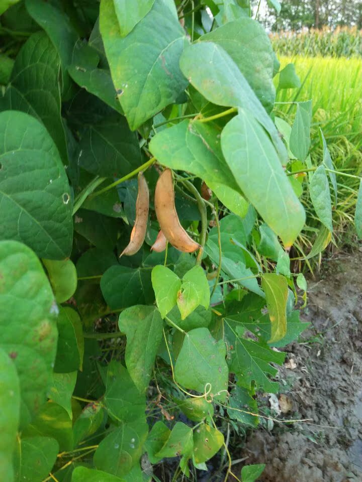 广西特产荷包豆种子 肾豆花豆红豆红芸豆非转基因可