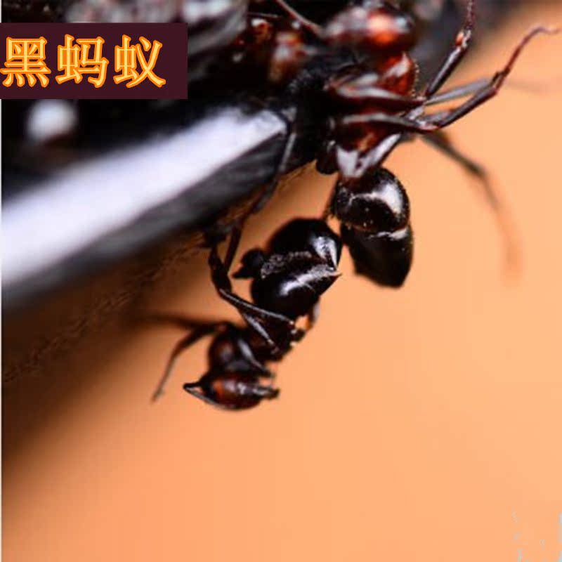 长白山野生黑蚂蚁