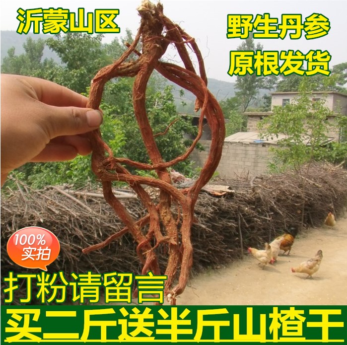 野生丹参 原生态丹参 中药材丹参茶 紫花丹参 山东丹参粉丹参片