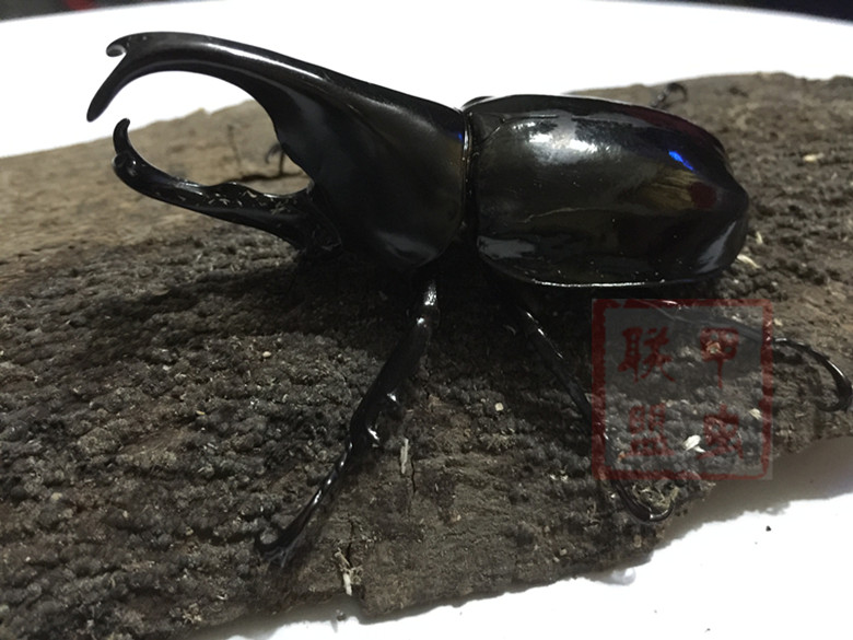 活体宠物甲虫马来西亚产黑金刚姬兜l1或l2幼虫独角仙兜虫金龟包邮