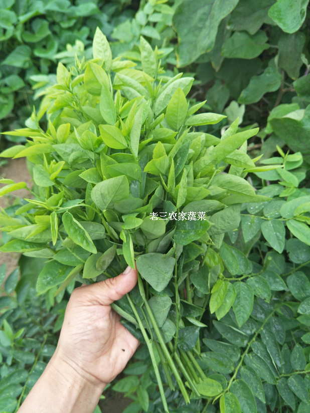 新鲜现摘五指山野菜 树仔菜 天绿香 树菜 益肝菜 老三农家蔬菜