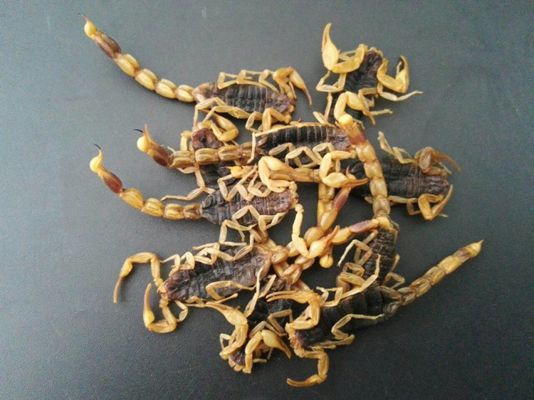 沂蒙十足全蝎100克包邮 清水全虫八成干钳蝎蝎子水蛭蜈蚣干中药材