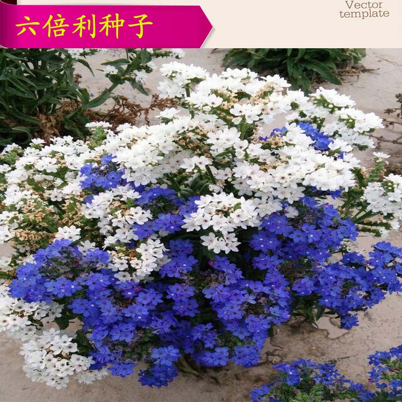 满18元包邮 六倍利种子 垂吊半边莲 翠蝶花蓝色 阳台吊兰花种子籽