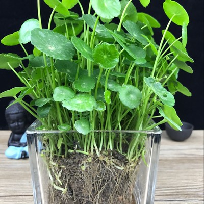 铜钱草水培土培绿萝盆栽绿植室内防辐射办公室盆栽水培植物金钱莲