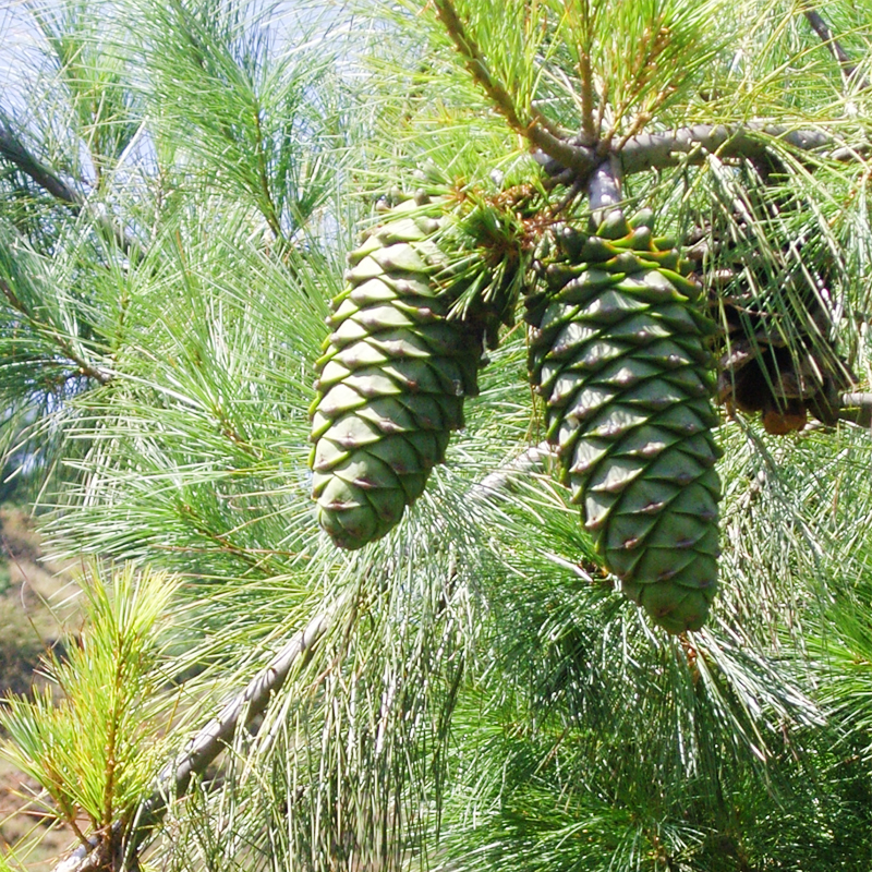 大凉山破壳有机松子孕妇零食坚果野生手剥无添
