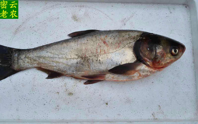 密云水库野生 白鲢 鲢鱼 捕到发货 每份2条共计4斤-5斤肉质嫰鲜美
