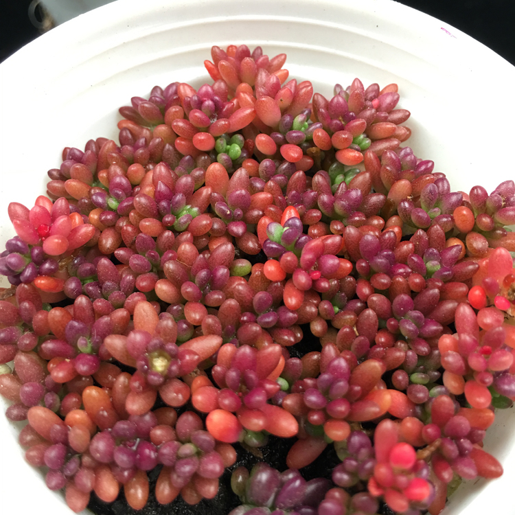 多肉盆栽组合 紫米粒 米粒花 多肉植物花卉绿植带土发 满额包邮