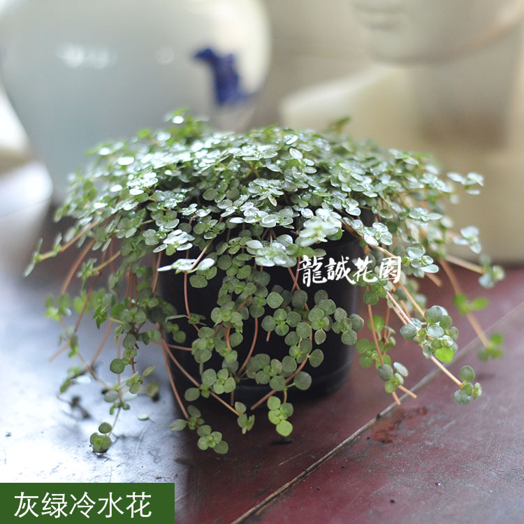 灰绿冷水红茎冷水花绿植办公室内绿色植物冷水花观叶花卉盆景包邮