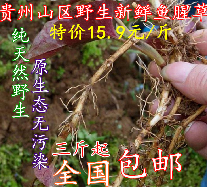 贵州深山野生鱼腥草 节节根 侧耳根 折耳根 嫩根 新鲜现挖 特价