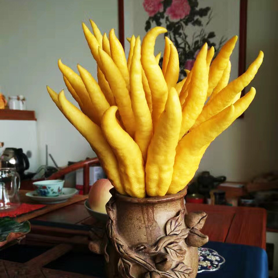 超大果一对价格金华佛手果佛手柑清供食用果鲜果新鲜佛手供佛果