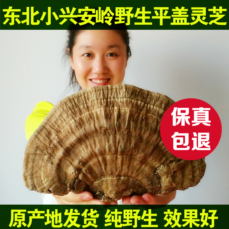 东北伊春野生灵芝 野生平盖灵芝 树舌 青芝 林芝扁木灵芝250g包邮