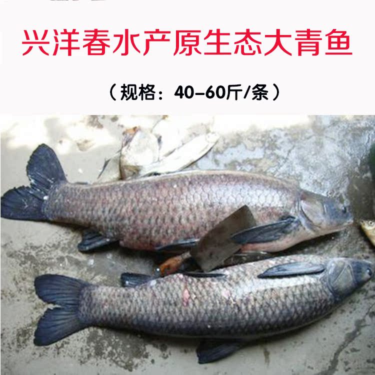兴洋春原生态鱼大青鱼40-60斤/条 淡水有机青鱼新鲜活鱼现场捕捞