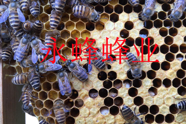 中囊烂子病蜜蜂中蜂囊状幼虫病 烂子病死蛹病 快速见效