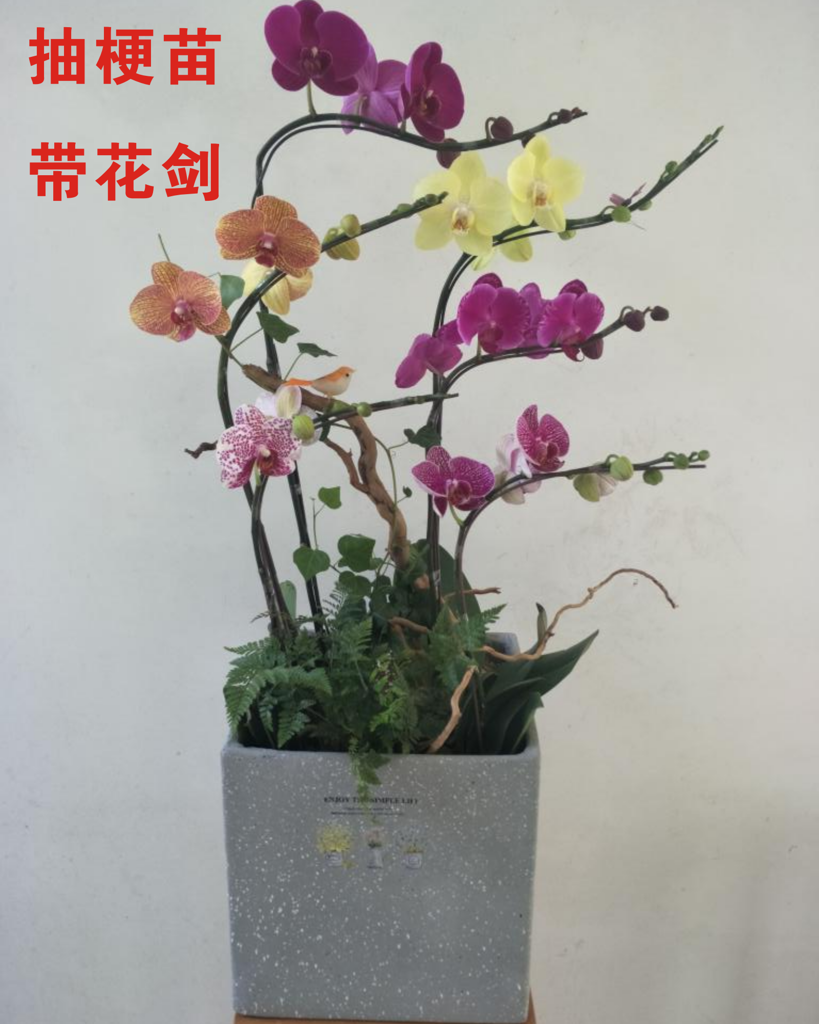 蝴蝶兰花苗